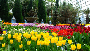 Nature's kaleidoscope: Vibrant flowers at Gardens By The Bay paint a stunning canvas, a symphony of colors and life.
